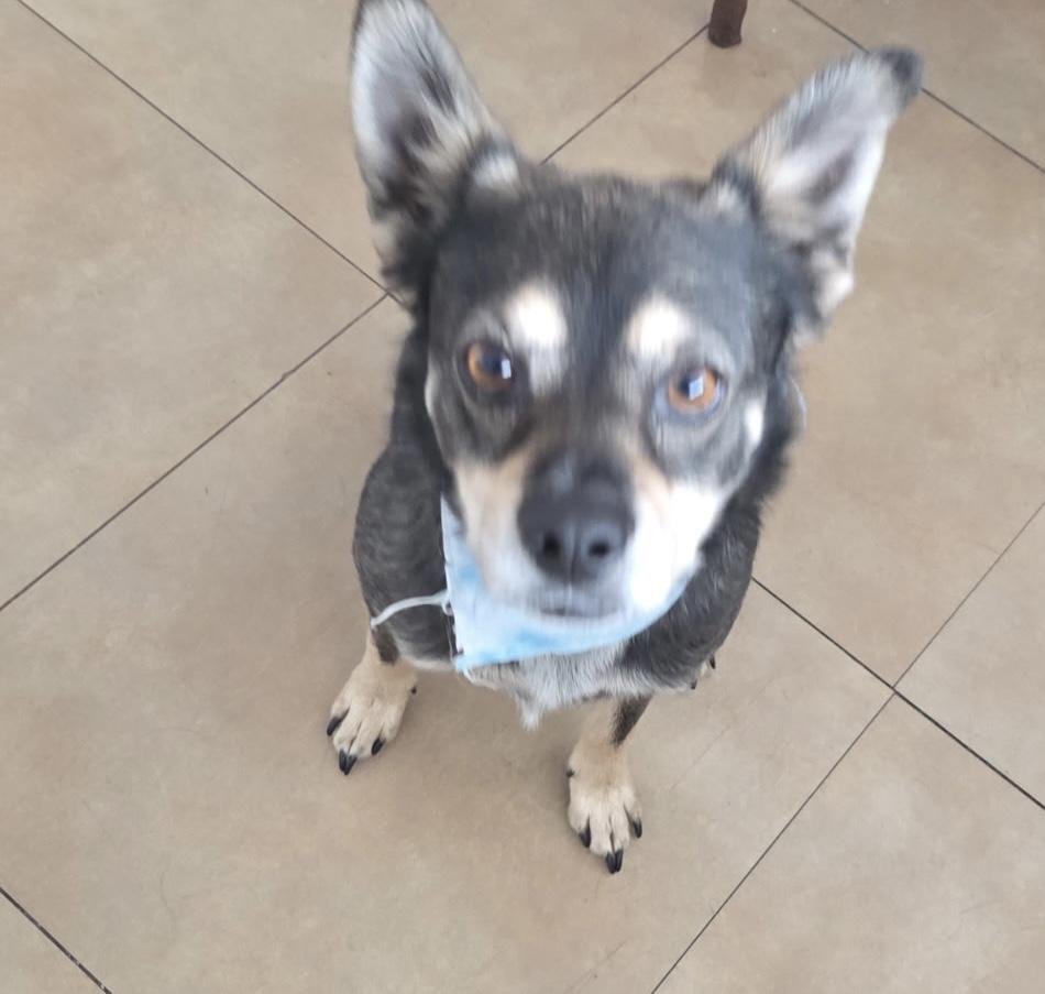 Jagger , ADOPTABLE, Adult Male Chihuahua & Pomapoo.