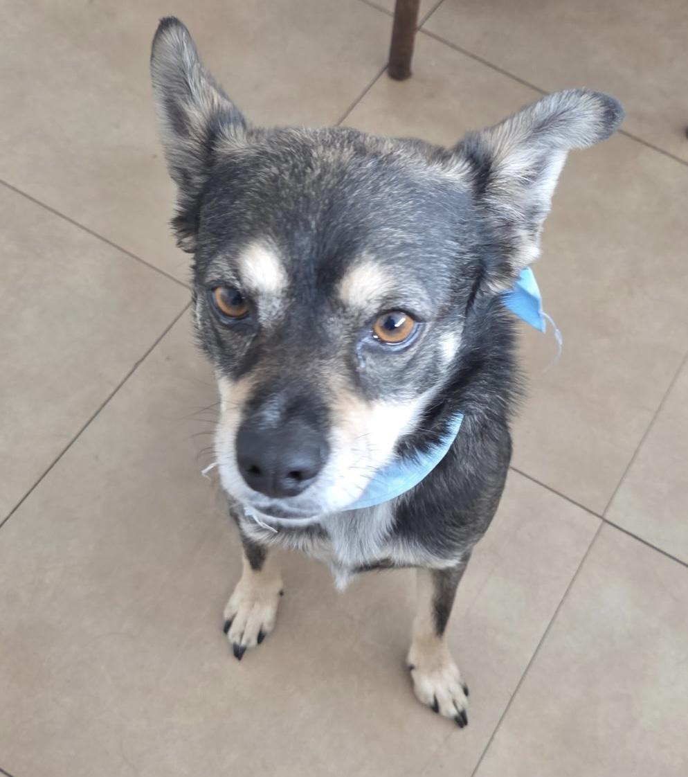 Enlarge Jagger , a ADOPTABLE mixed breed in Joliet, IL image 2/3