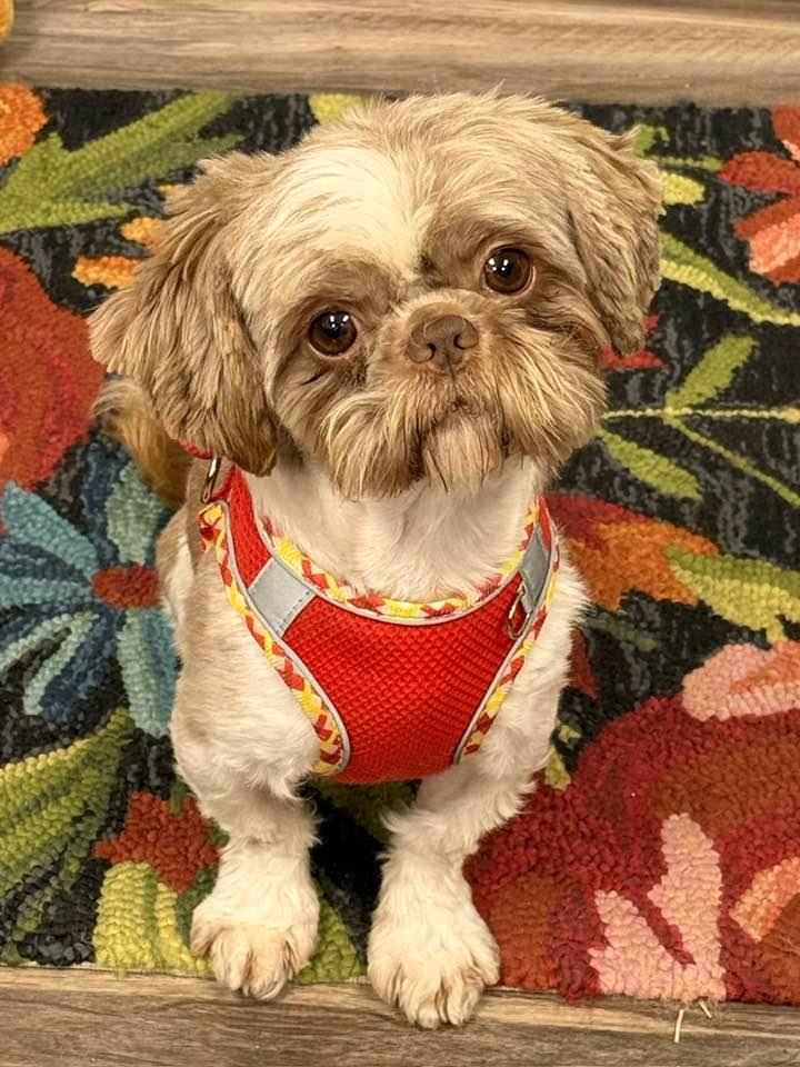 Big Red, a Adopted Shih Tzu in Lee's Summit, MO image 1/3