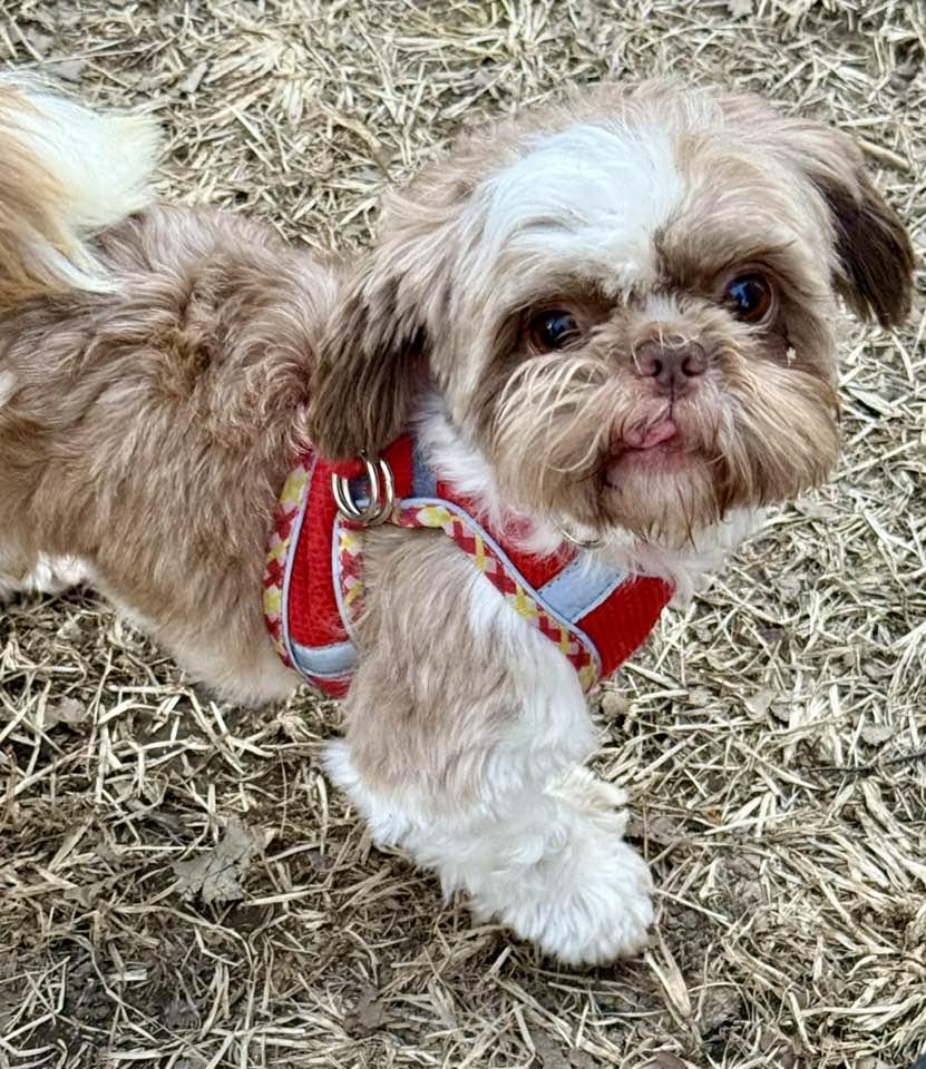 Big Red, a Adopted Shih Tzu in Lee's Summit, MO image 2/3
