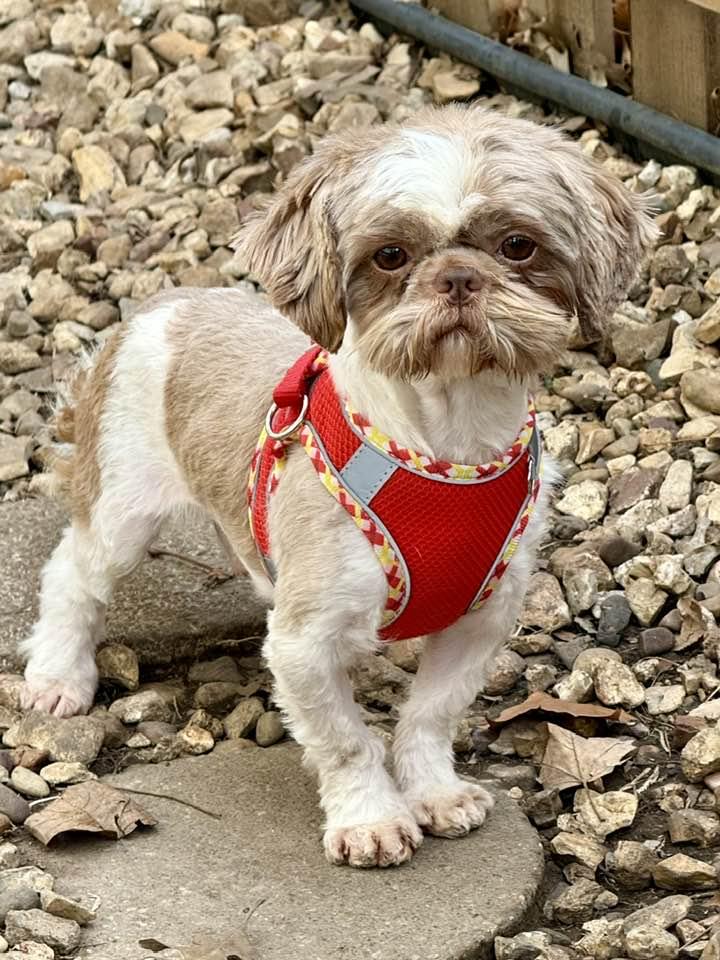 Big Red, a Adopted Shih Tzu in Lee's Summit, MO image 3/3