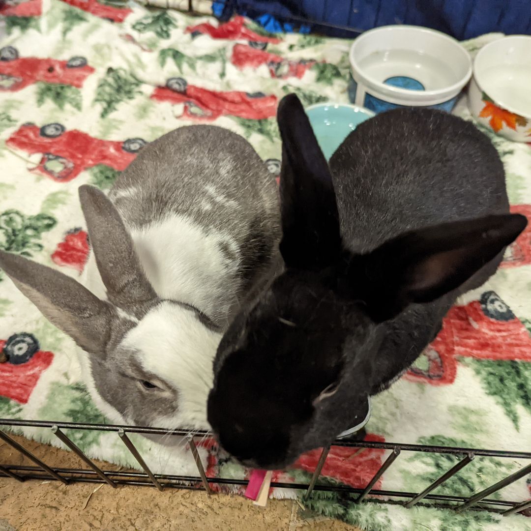 Charlie (Bonded to Violet), Adoptable, Adult Male Dutch.