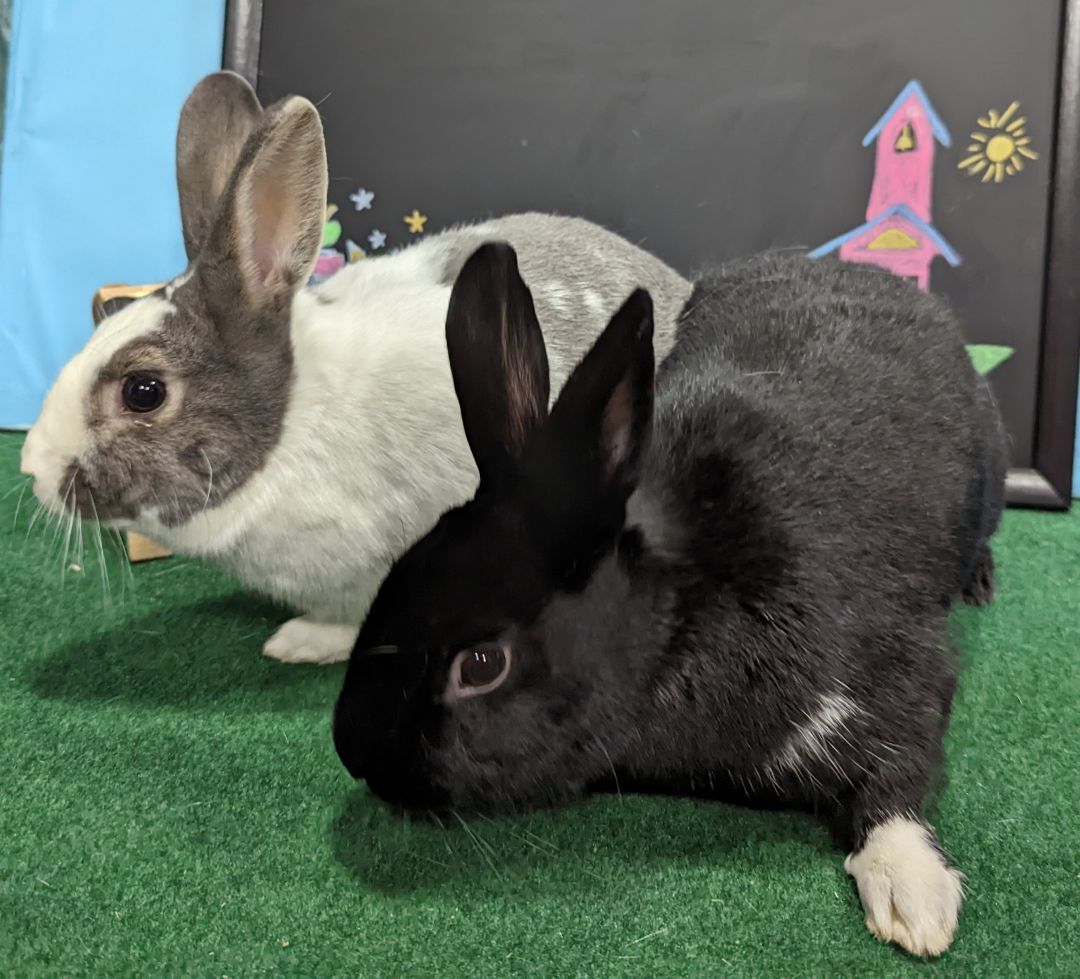 Enlarge Charlie (Bonded to Violet), a Adoptable mixed breed in Erie, PA image 2/6