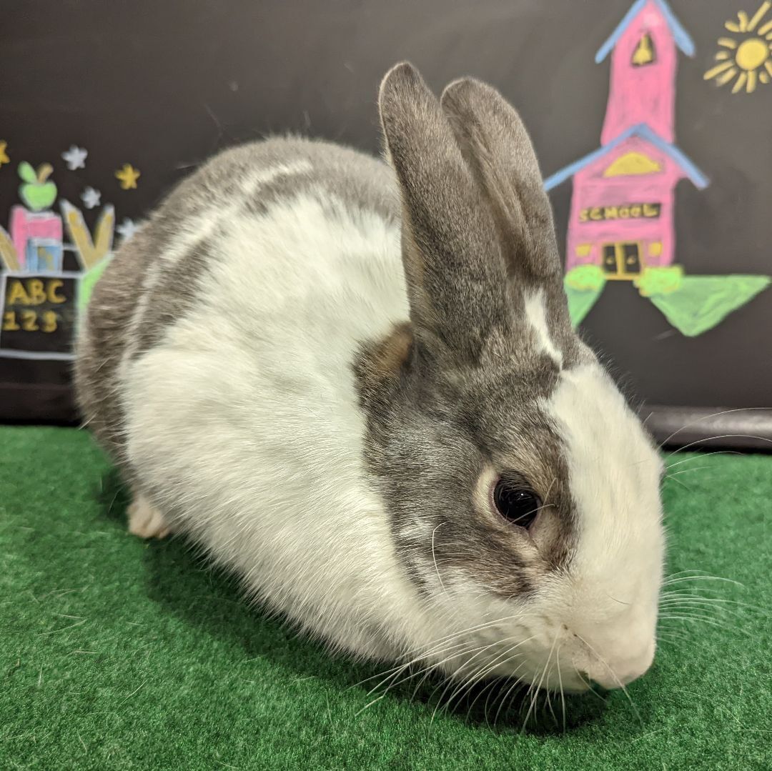 Enlarge Charlie (Bonded to Violet), a Adoptable mixed breed in Erie, PA image 3/6