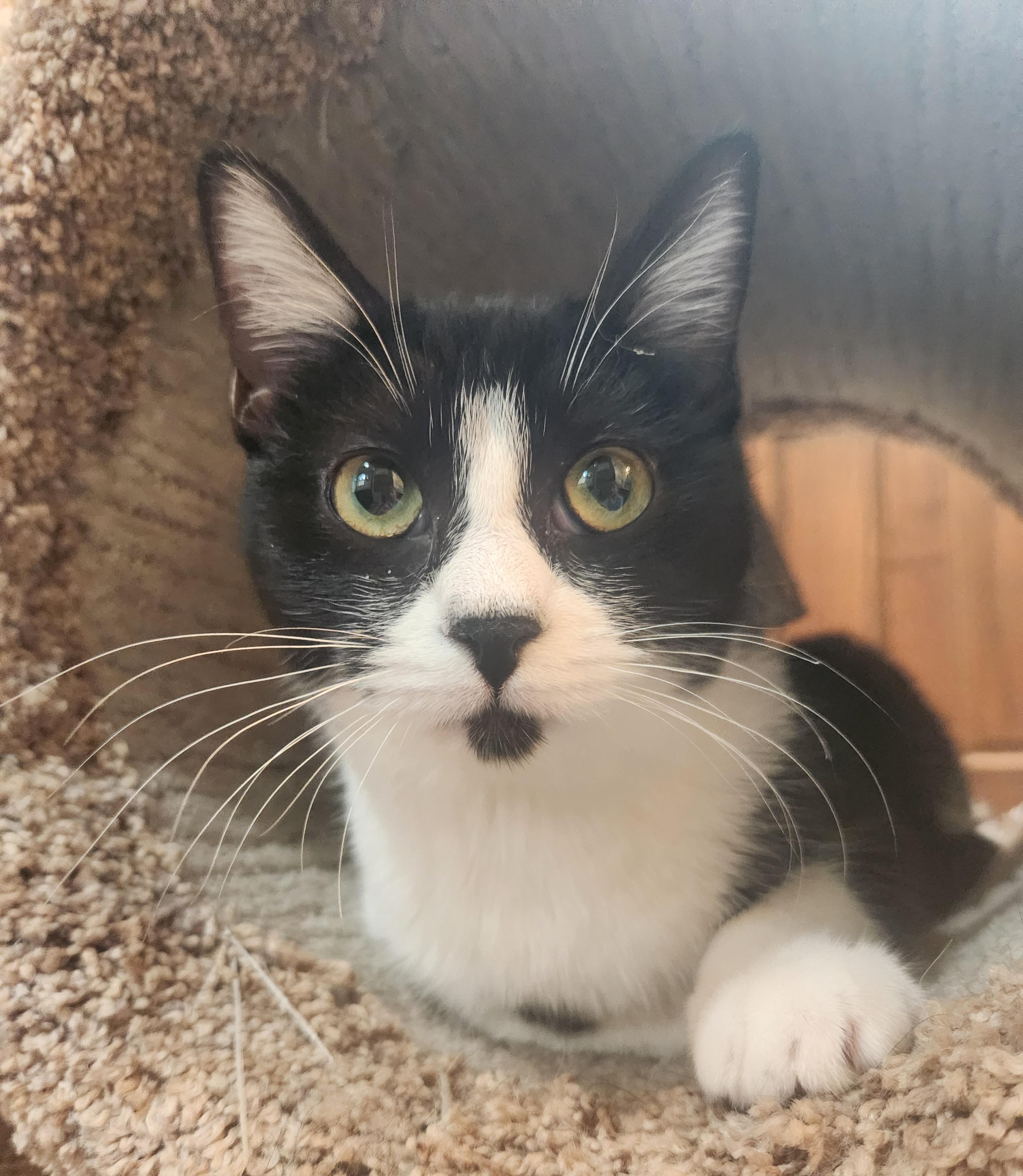 Lola, a Adoptable Domestic Short Hair in Oklahoma City, OK image 1/5