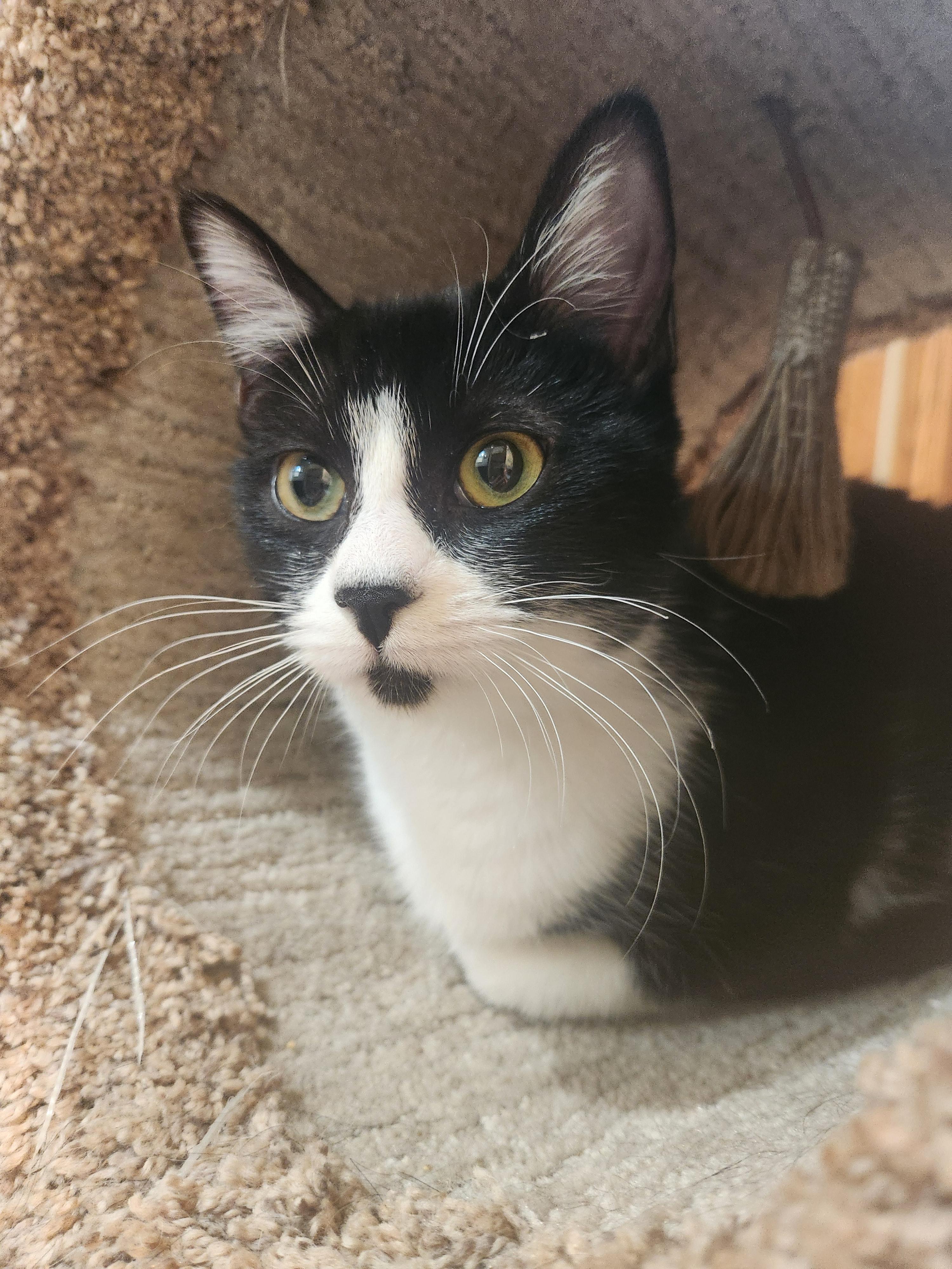 Lola, a Adoptable Domestic Short Hair in Oklahoma City, OK image 2/5