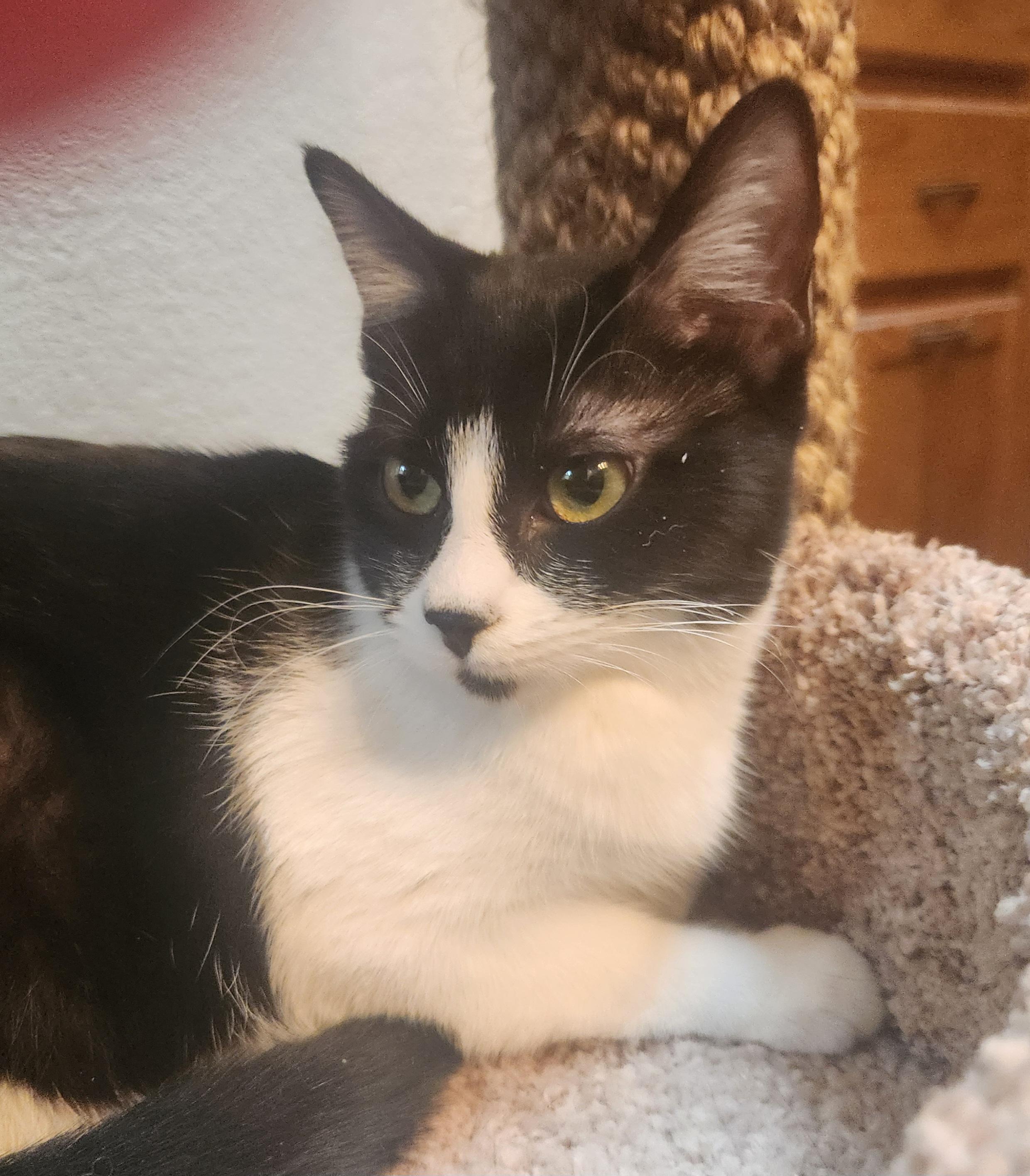 Lola, Young Female Domestic Short Hair
