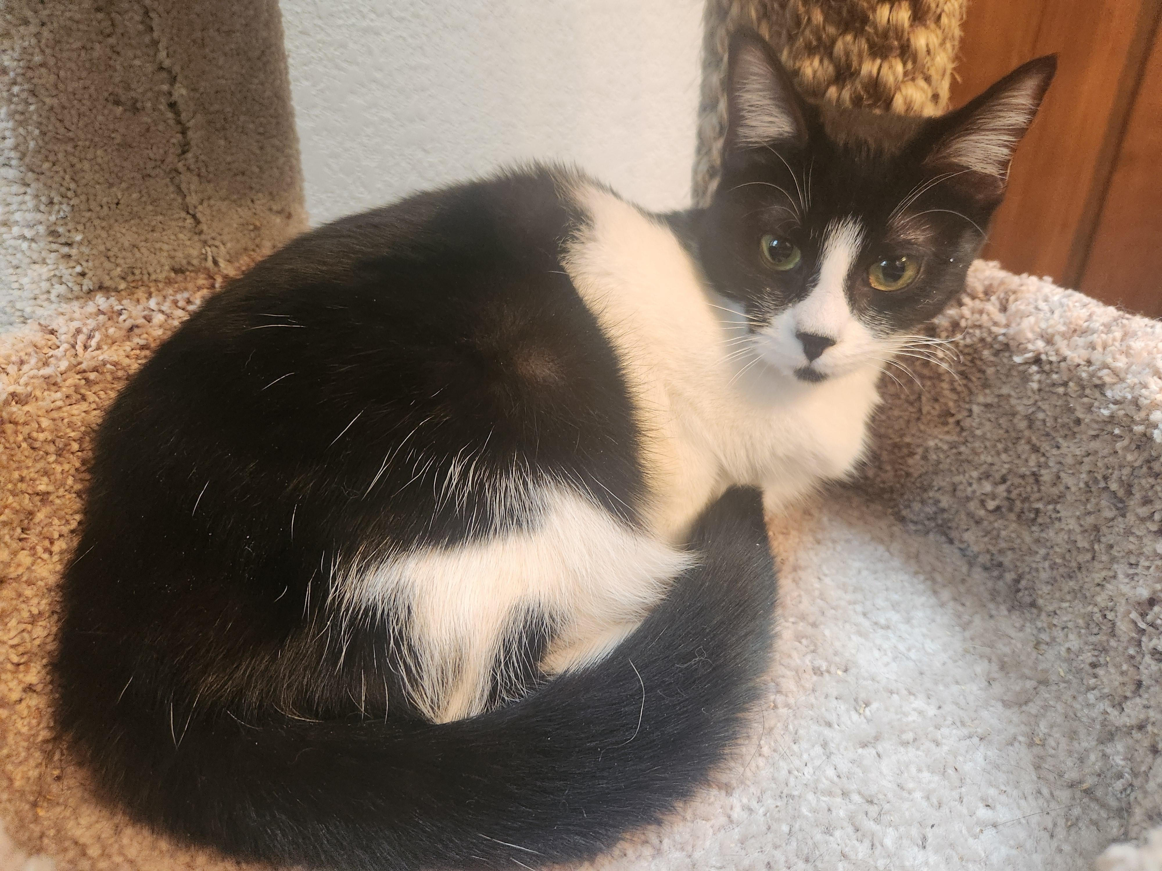 Lola, a Adoptable Domestic Short Hair in Oklahoma City, OK image 4/5