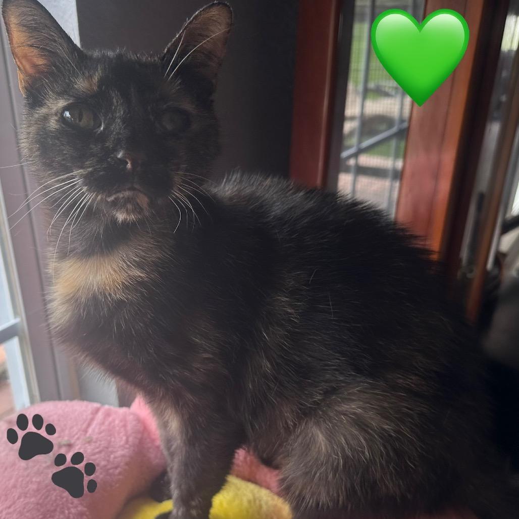 Penne, a Adoptable Domestic Short Hair in Greenfield, IN image 1/3
