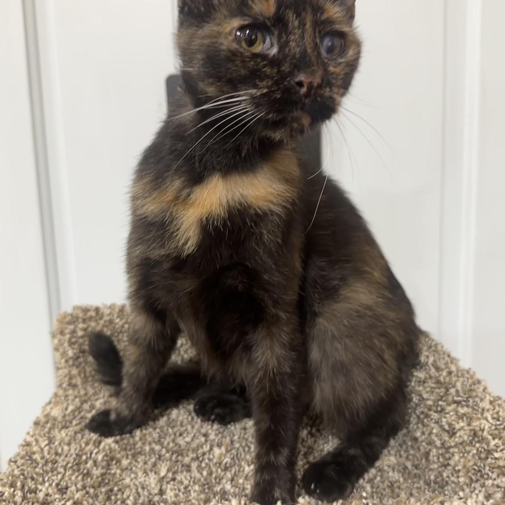 Penne, a Adoptable Domestic Short Hair in Greenfield, IN image 2/3