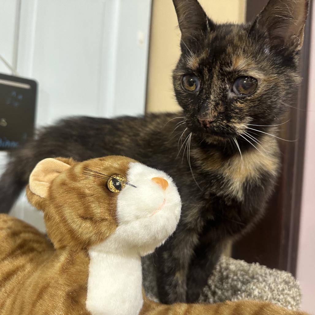 Penne, a Adoptable Domestic Short Hair in Greenfield, IN image 3/3