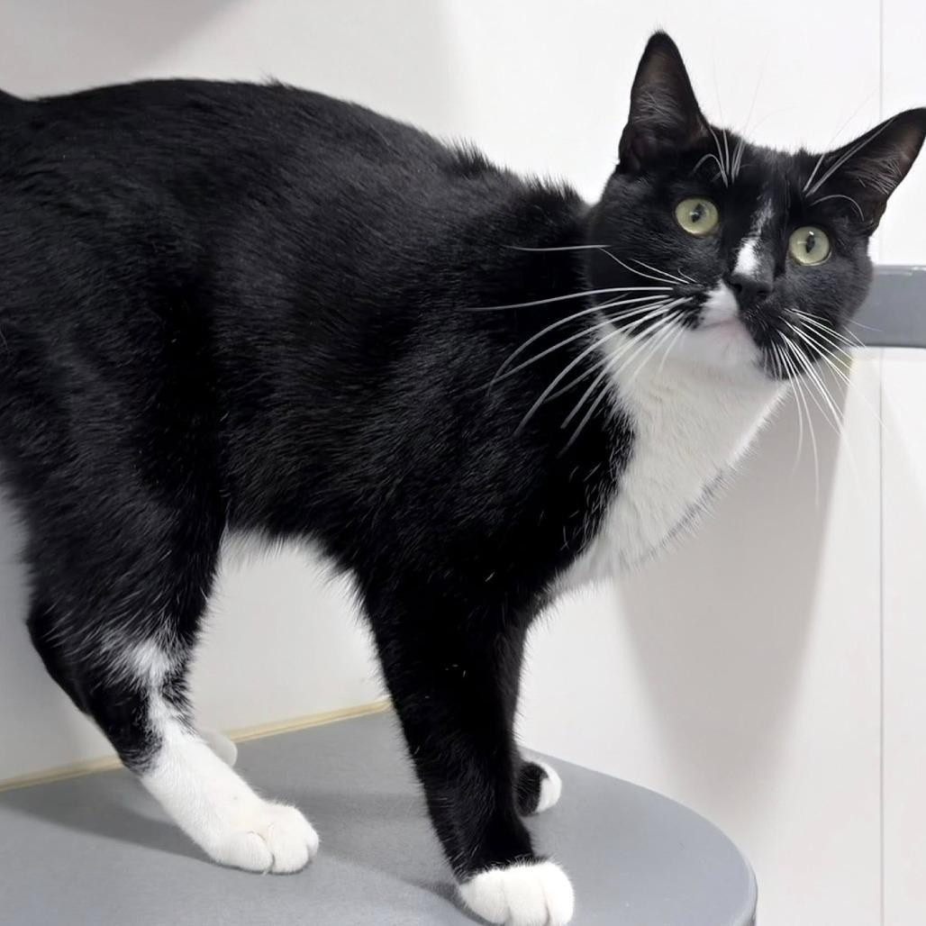 Buddy, Adoptable, Adult Male Domestic Short Hair.