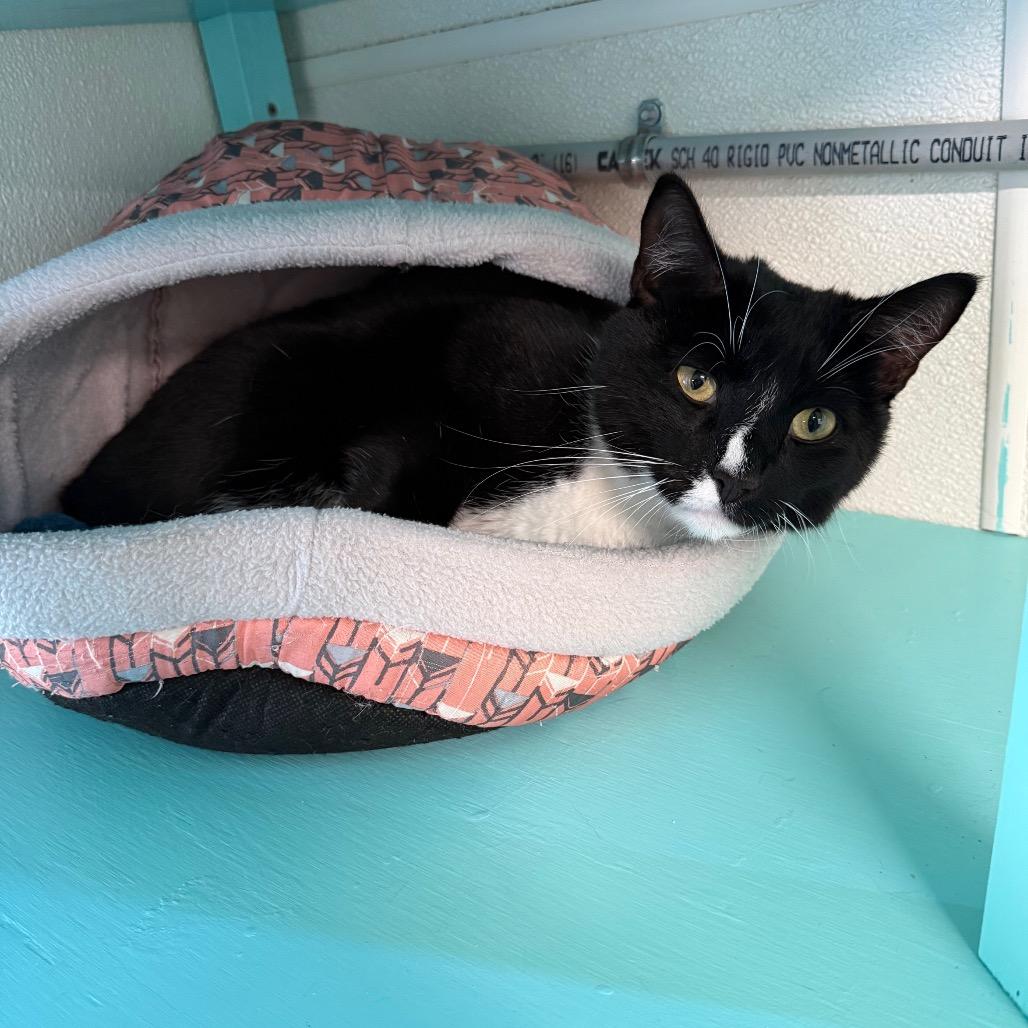 Enlarge Buddy, a Adoptable Domestic Short Hair in Lake Panasoffkee, FL image 2/6