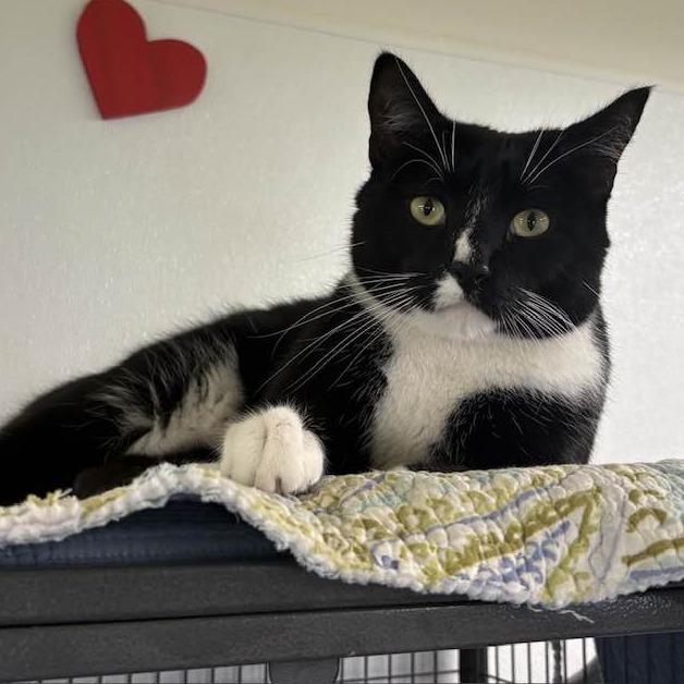 Enlarge Buddy, a Adoptable Domestic Short Hair in Lake Panasoffkee, FL image 3/6