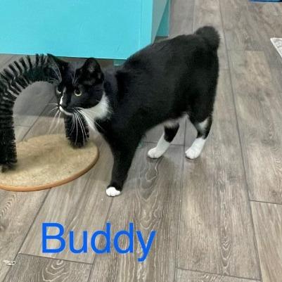 Enlarge Buddy, a Adoptable Domestic Short Hair in Lake Panasoffkee, FL image 4/6