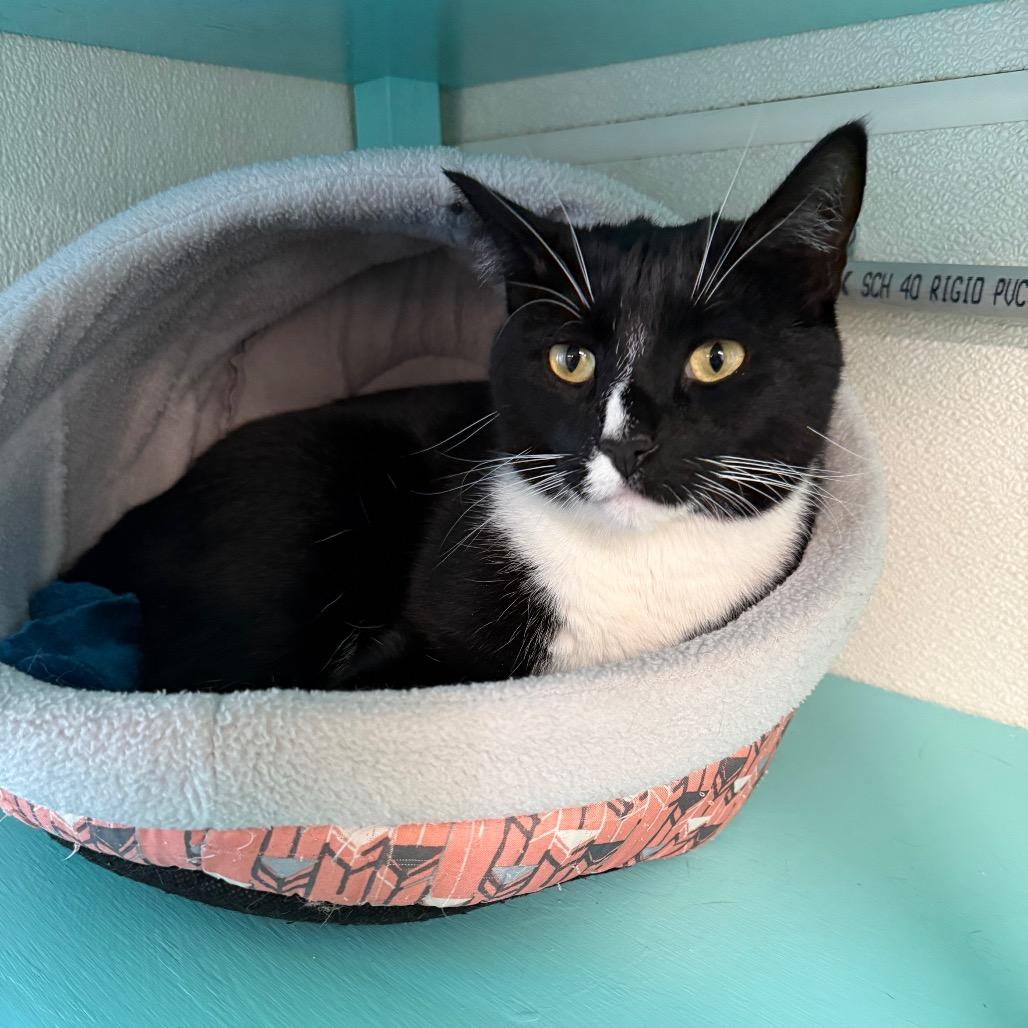 Enlarge Buddy, a Adoptable Domestic Short Hair in Lake Panasoffkee, FL image 6/6