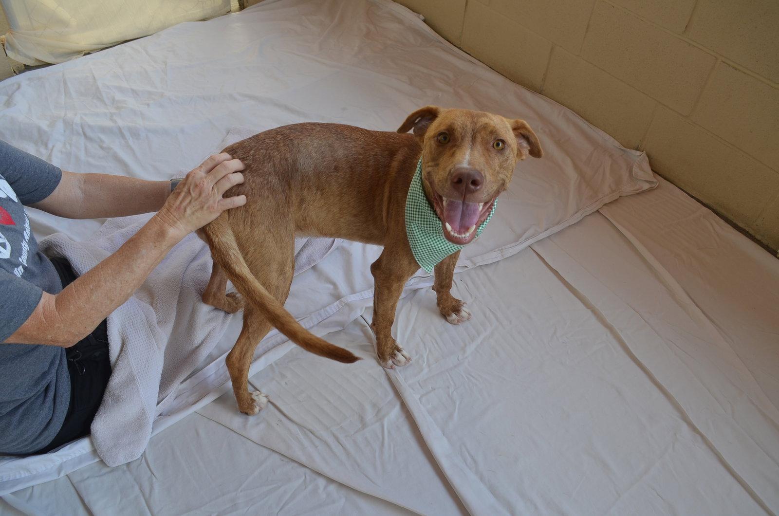 Gooseberry, Adoptable, Young Male Mixed Breed.