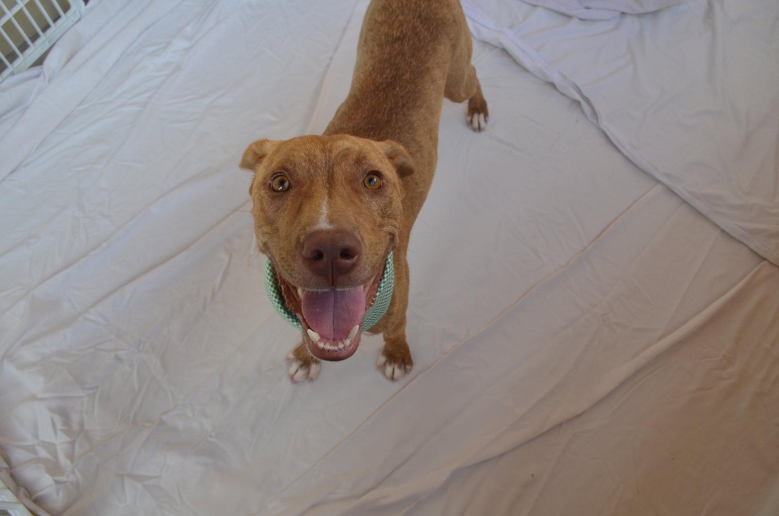 Enlarge Gooseberry, a Adoptable Mixed Breed in McKinney, TX image 2/3