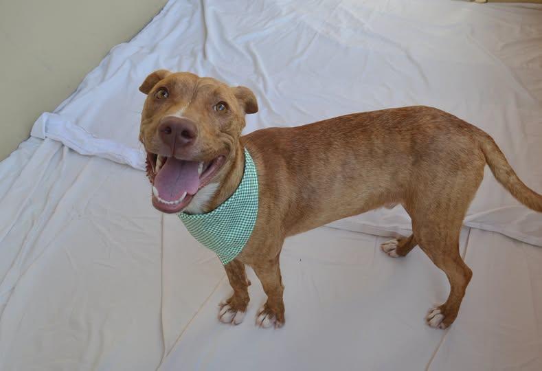 Enlarge Gooseberry, a Adoptable Mixed Breed in McKinney, TX image 3/3