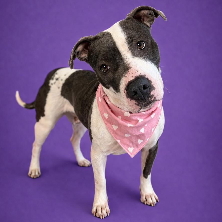 Bunny, Adoptable, Adult Female American Staffordshire Terrier & Mixed Breed.