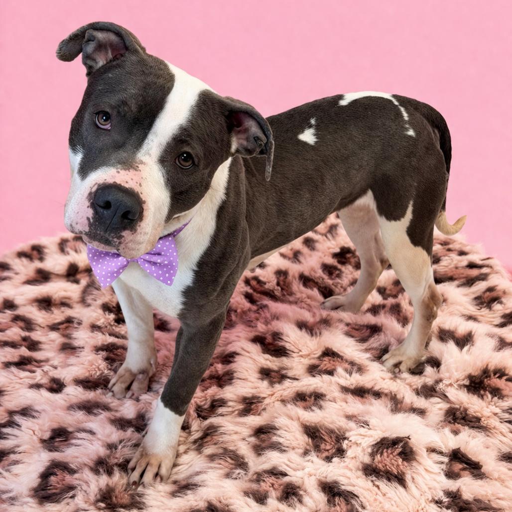 Enlarge Bunny, a Adoptable mixed breed in Binghamton, NY image 2/6