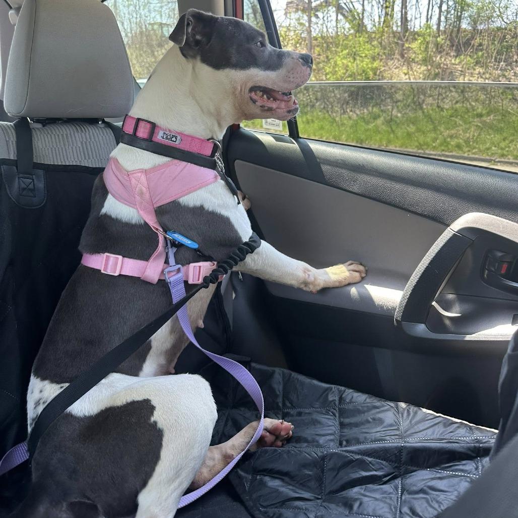 Enlarge Bunny, a Adoptable mixed breed in Binghamton, NY image 3/6