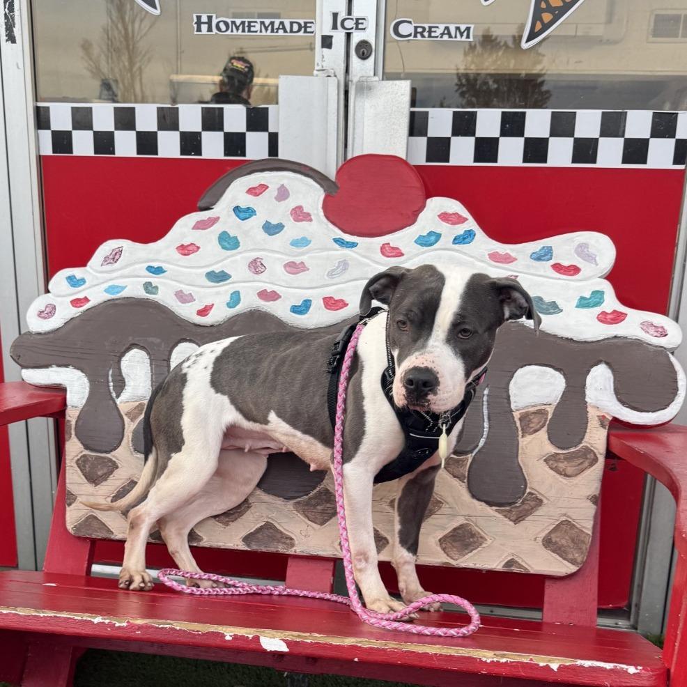 Enlarge Bunny, a Adoptable mixed breed in Binghamton, NY image 4/6