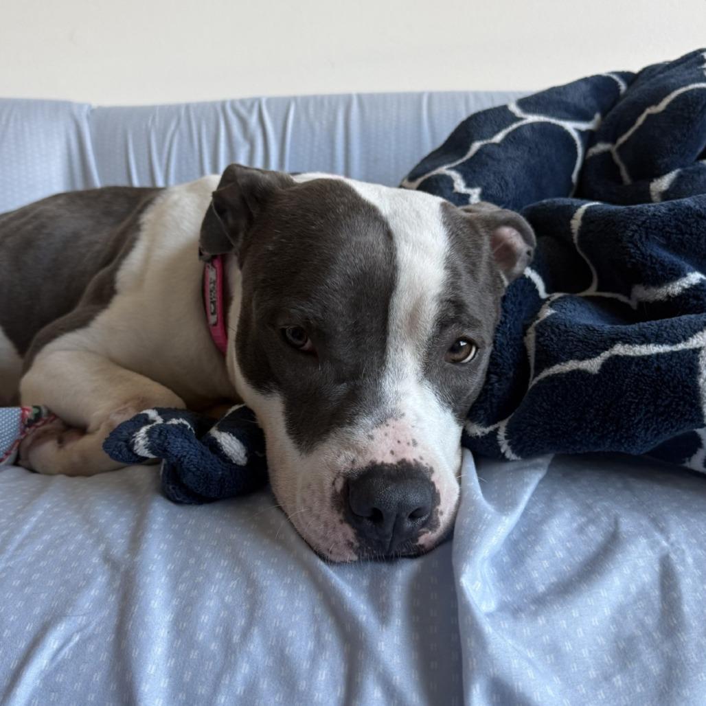 Enlarge Bunny, a Adoptable mixed breed in Binghamton, NY image 6/6