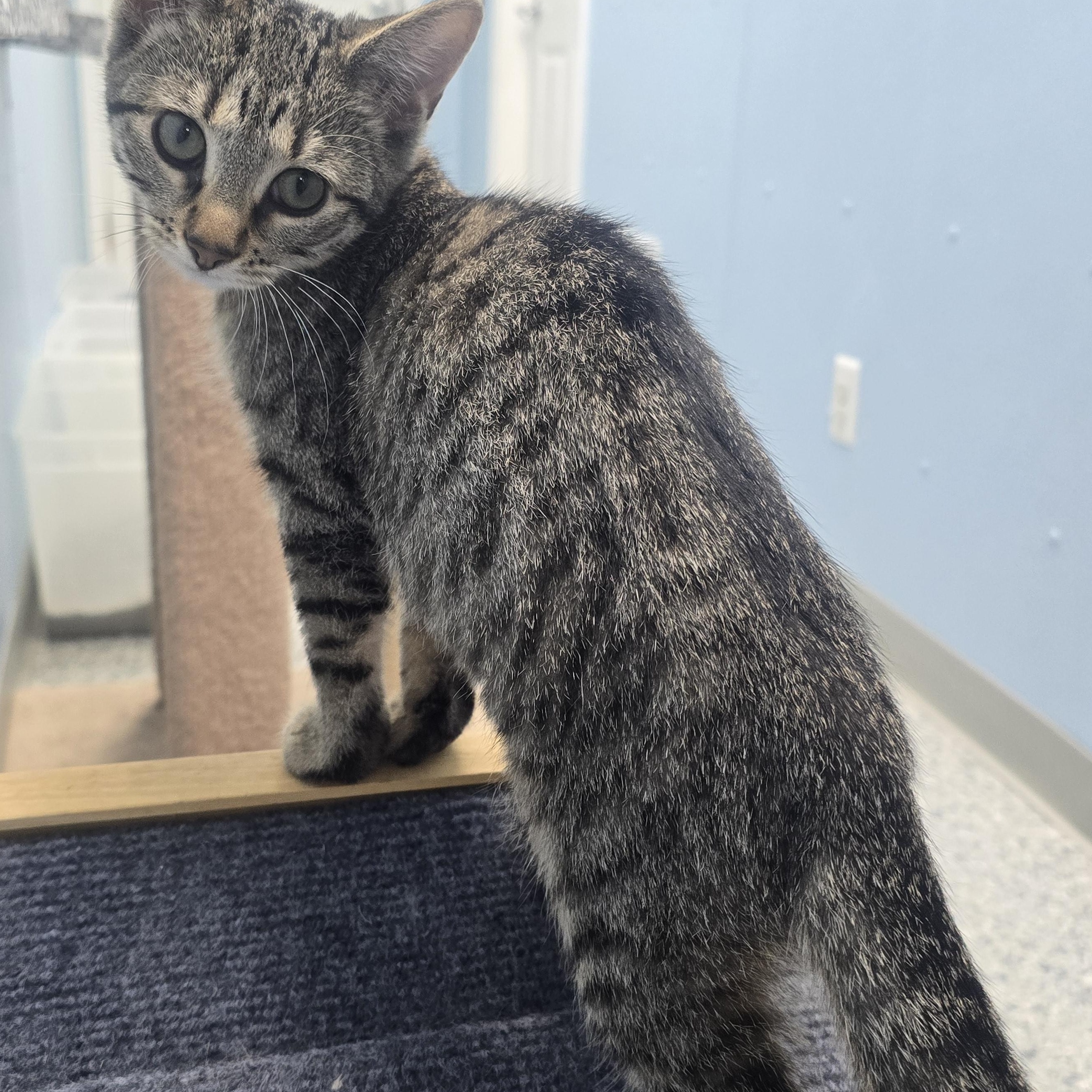 Lily, ADOPTABLE, Kitten Female Domestic Short Hair.