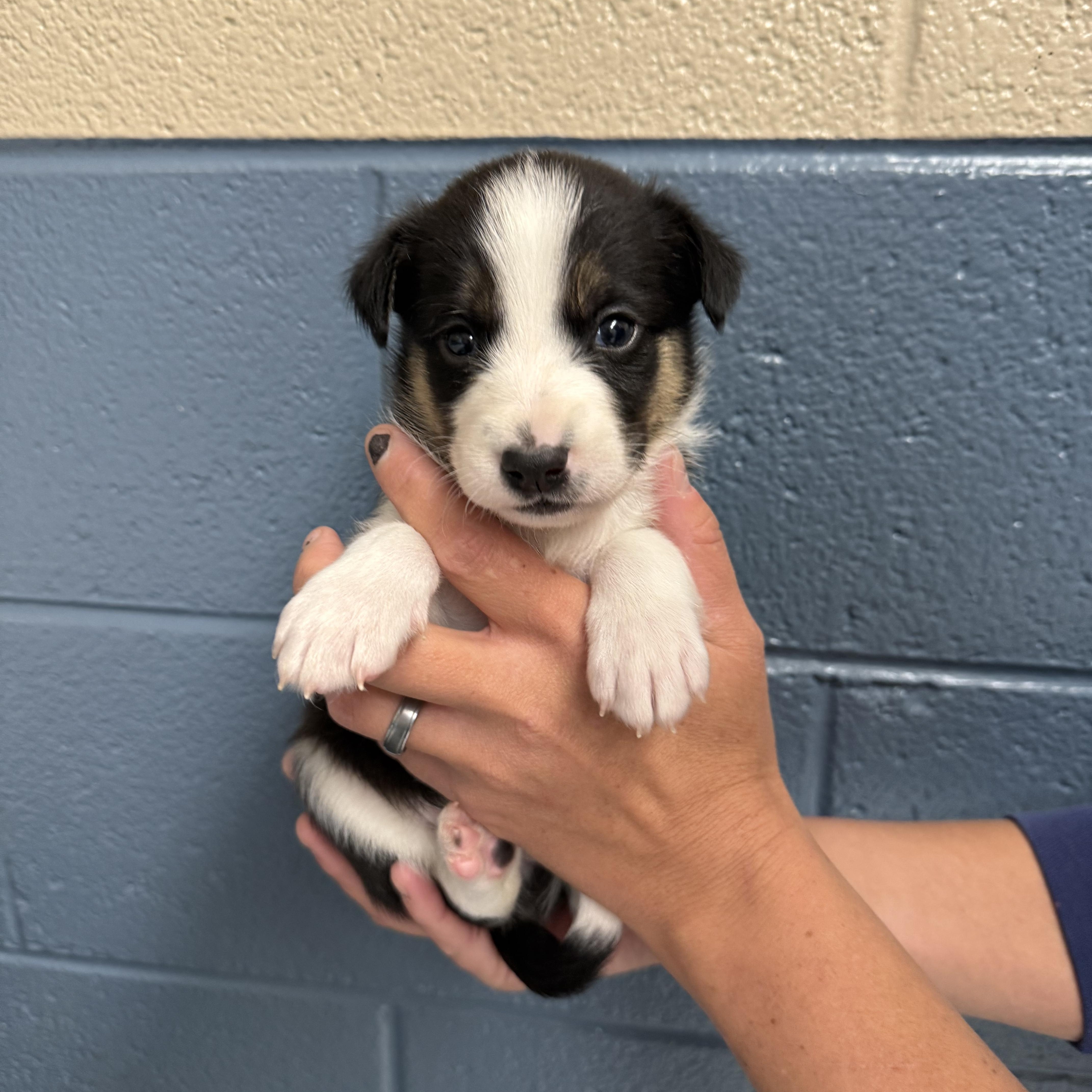 Enlarge Koda’s male pups, a Adoptable mixed breed in Hiawatha, KS image 4/5
