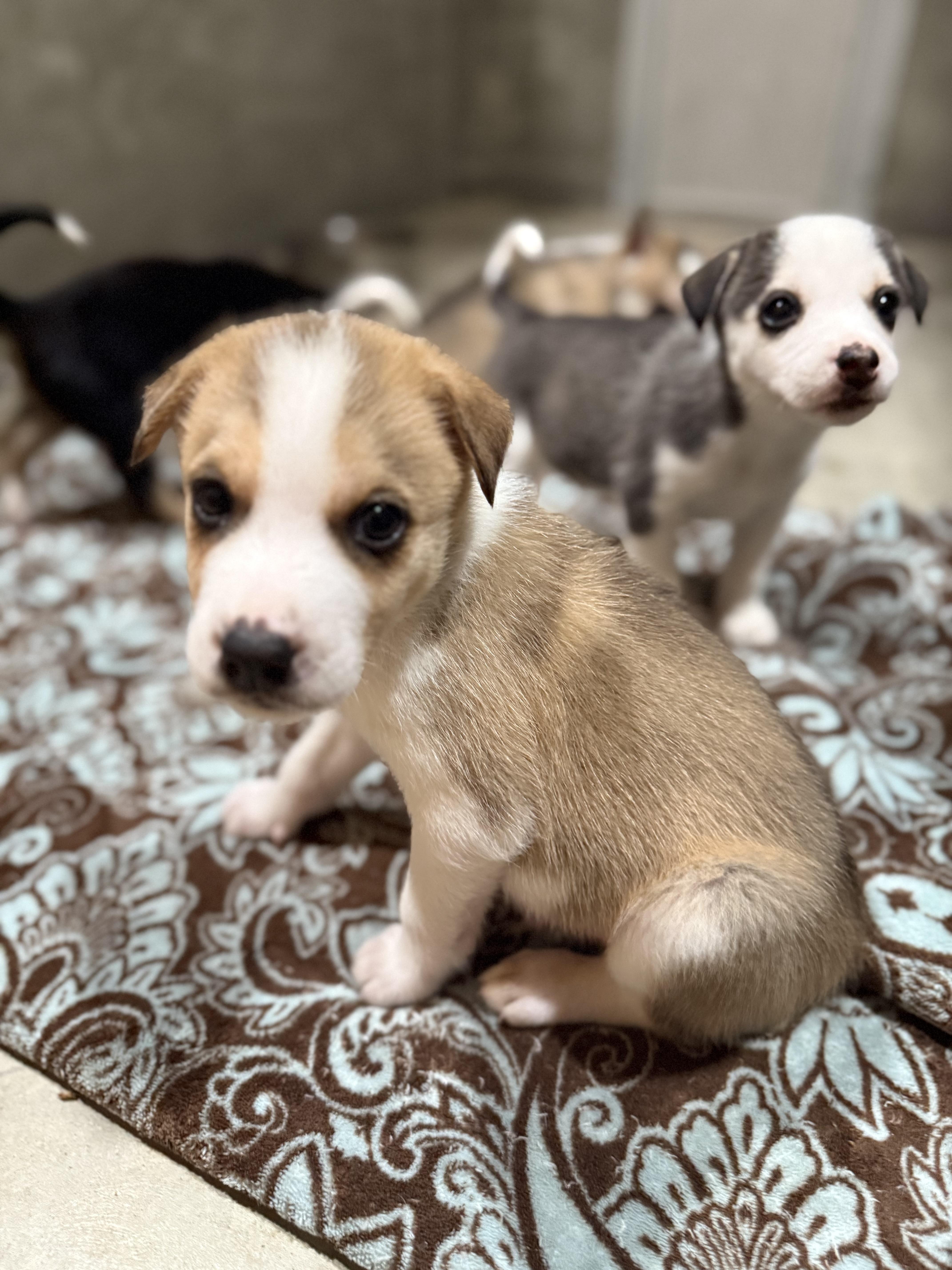 Enlarge Koda’s male pups, a Adoptable mixed breed in Hiawatha, KS image 2/5