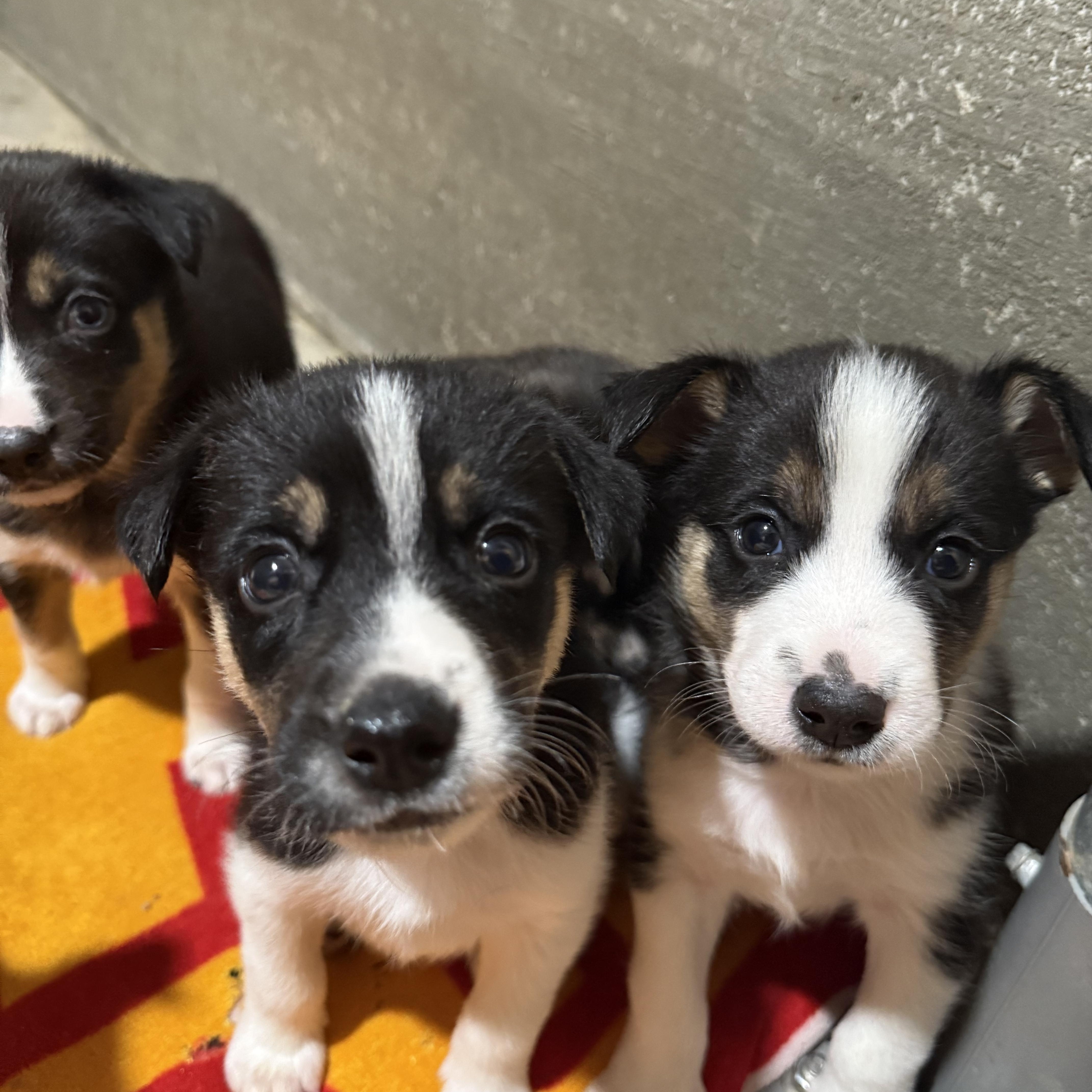 Koda’s male pups, Adoptable, Puppy Male Australian Shepherd & Husky.
