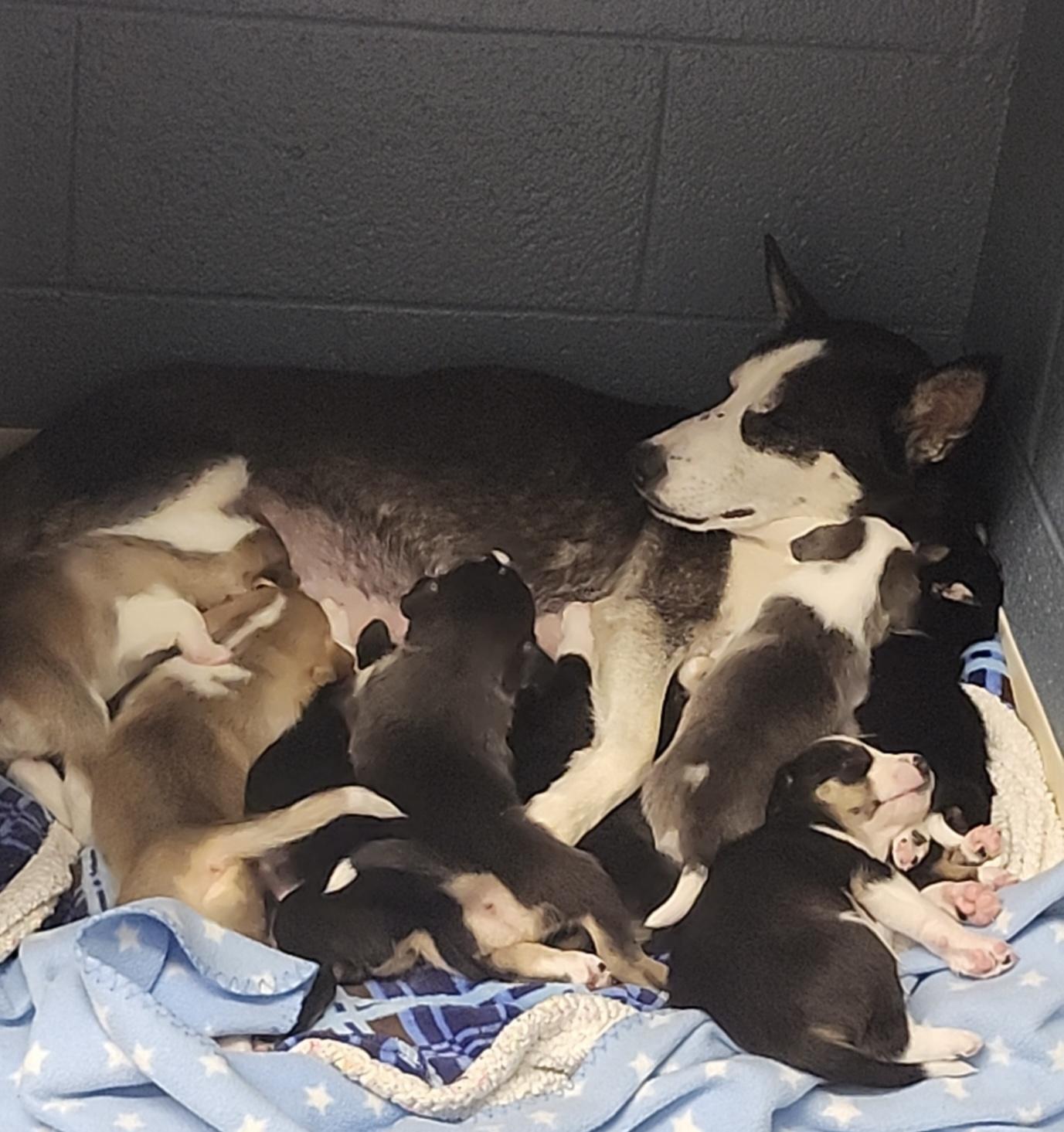 Enlarge Koda’s male pups, a Adoptable mixed breed in Hiawatha, KS image 5/5