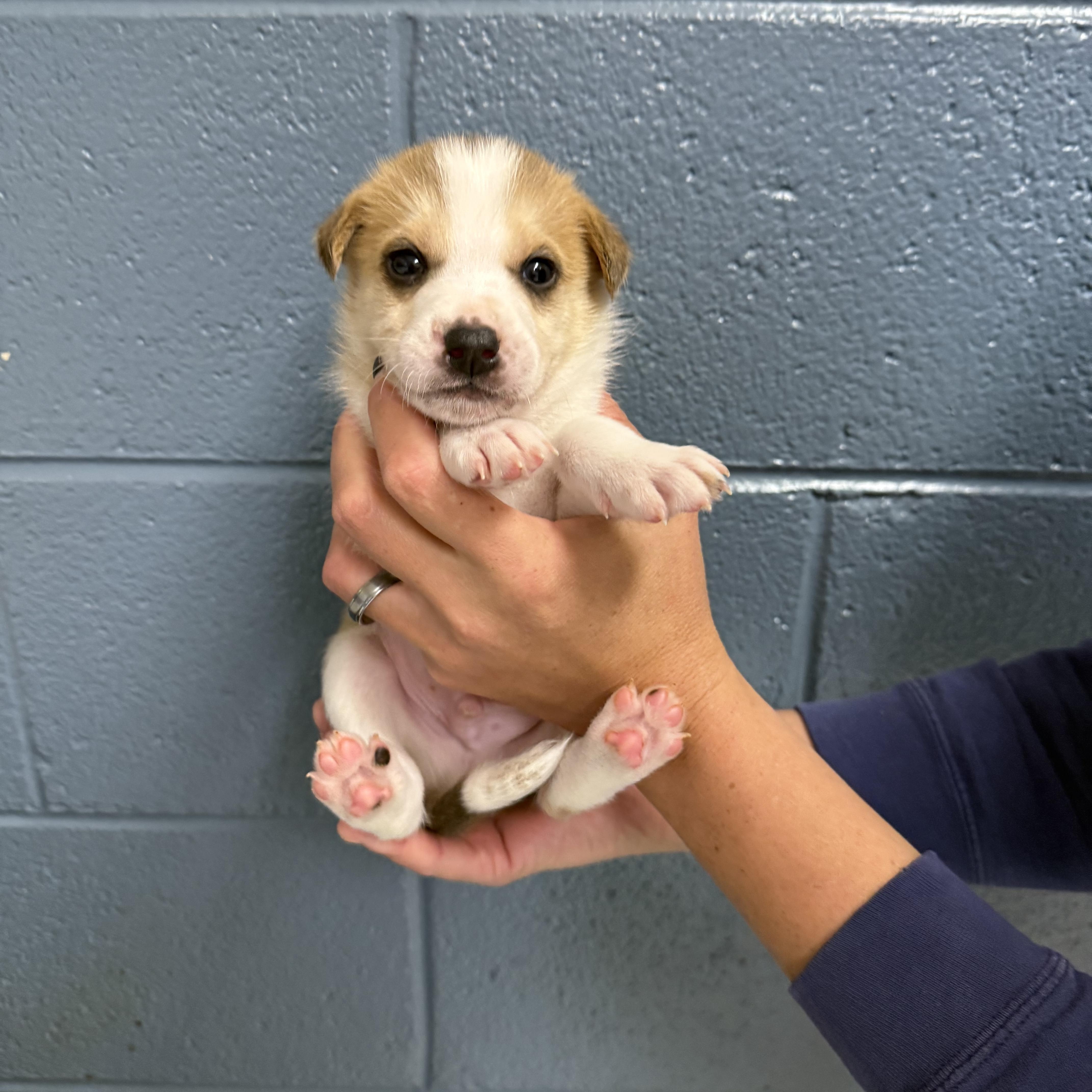 Enlarge Koda’s male pups, a Adoptable mixed breed in Hiawatha, KS image 3/5