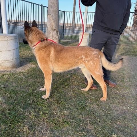Enlarge CARLTON, a Adoptable Belgian Shepherd / Malinois in Delano, CA image 2/4