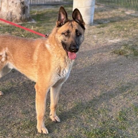 Enlarge CARLTON, a Adoptable Belgian Shepherd / Malinois in Delano, CA image 3/4