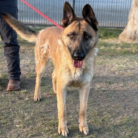 Enlarge CARLTON, a Adoptable Belgian Shepherd / Malinois in Delano, CA image 1/4