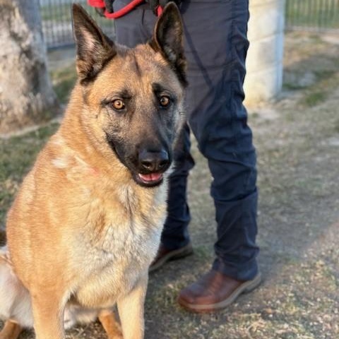 Enlarge CARLTON, a Adoptable Belgian Shepherd / Malinois in Delano, CA image 4/4