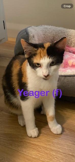 Enlarge YEAGER Kitten (f), a Adoptable mixed breed in New Bern, NC image 1/1