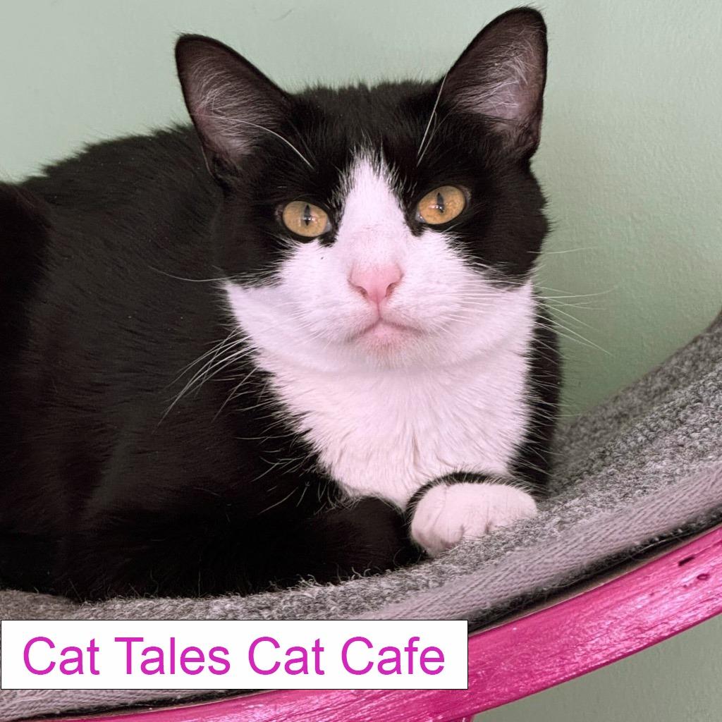 Prim, a Adoptable Domestic Short Hair in Chapel Hill, NC image 1/4