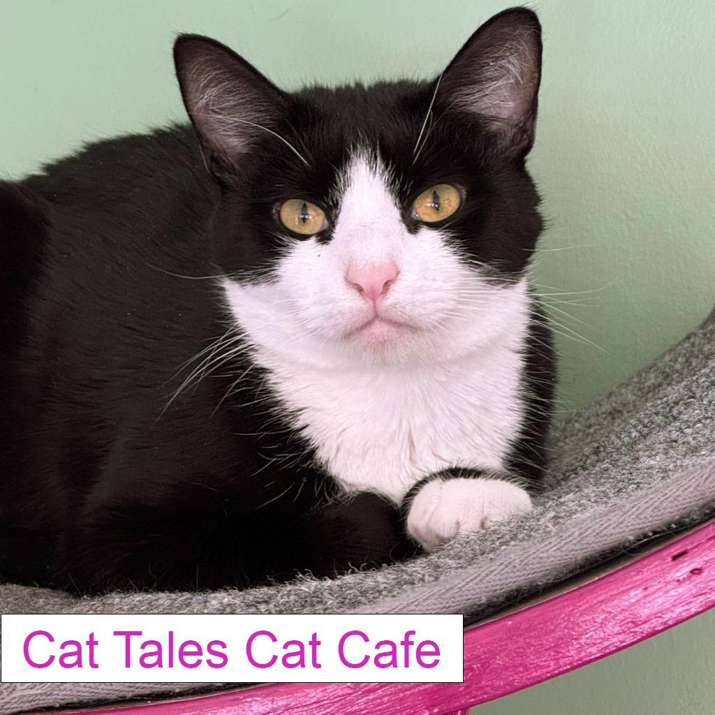 Enlarge Prim, a Adoptable Domestic Short Hair in Chapel Hill, NC image 2/5