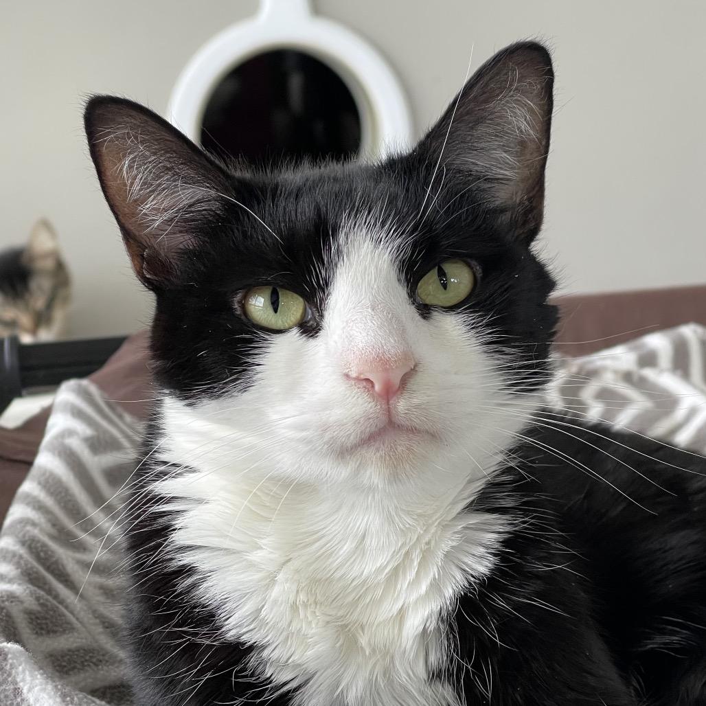 Enlarge Prim, a Adoptable Domestic Short Hair in Chapel Hill, NC image 3/5