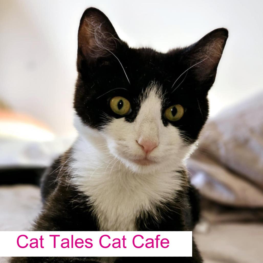 Prim, a Adoptable Domestic Short Hair in Chapel Hill, NC image 4/4