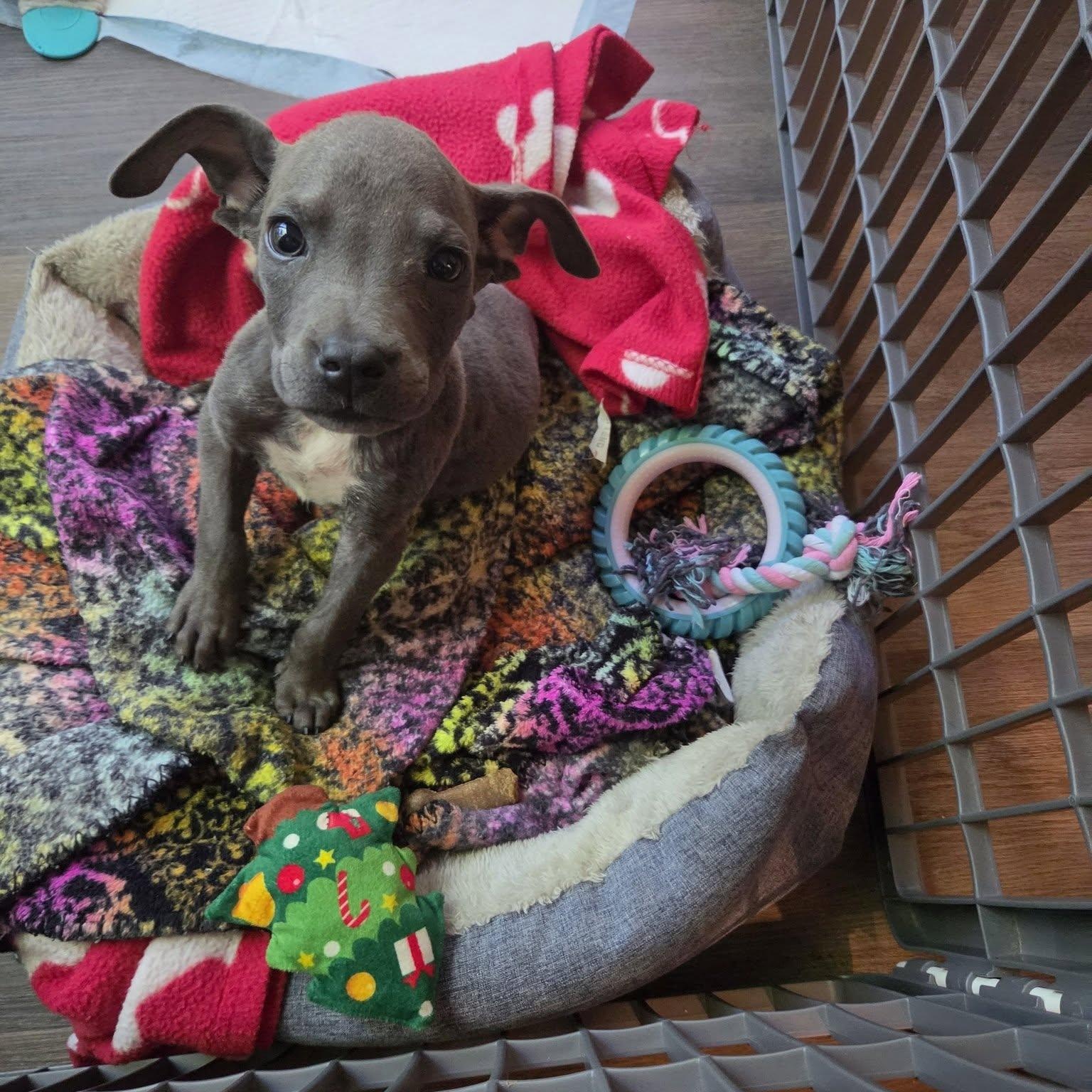 Enlarge Mookie, a Adopted mixed breed in Waxhaw, NC image 4/4