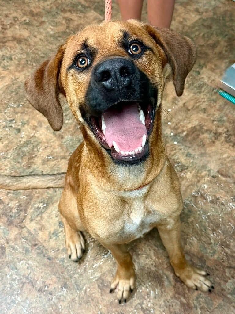 Monte, adopted, Adult Male Mixed Breed.
