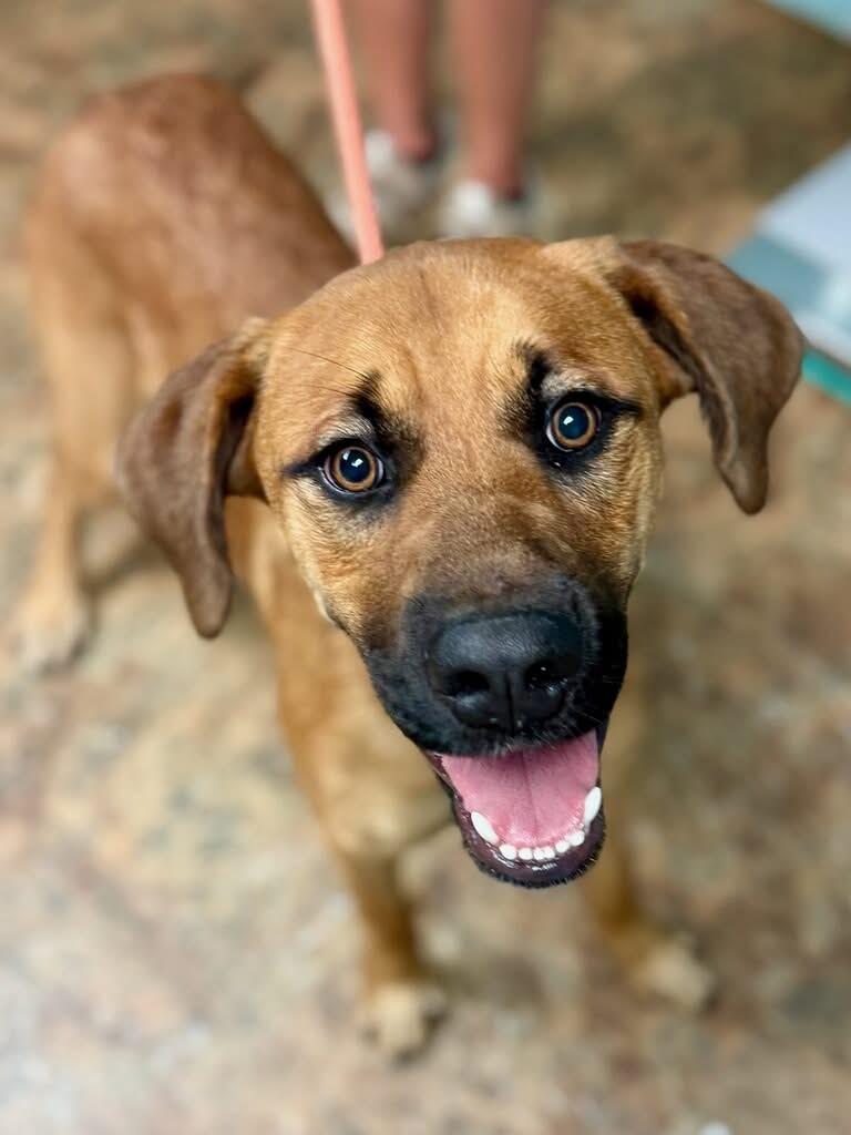 Monte, an adopted mixed breed in Brunswick, ME image 3/3