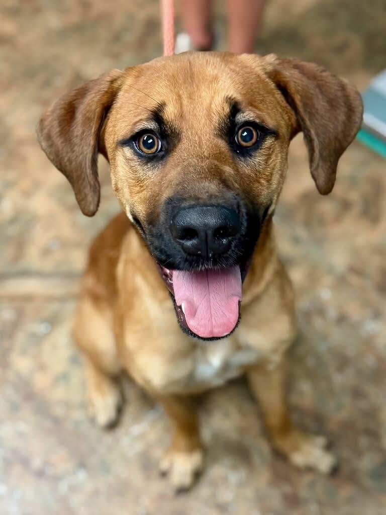 Monte, an adopted mixed breed in Brunswick, ME image 2/3