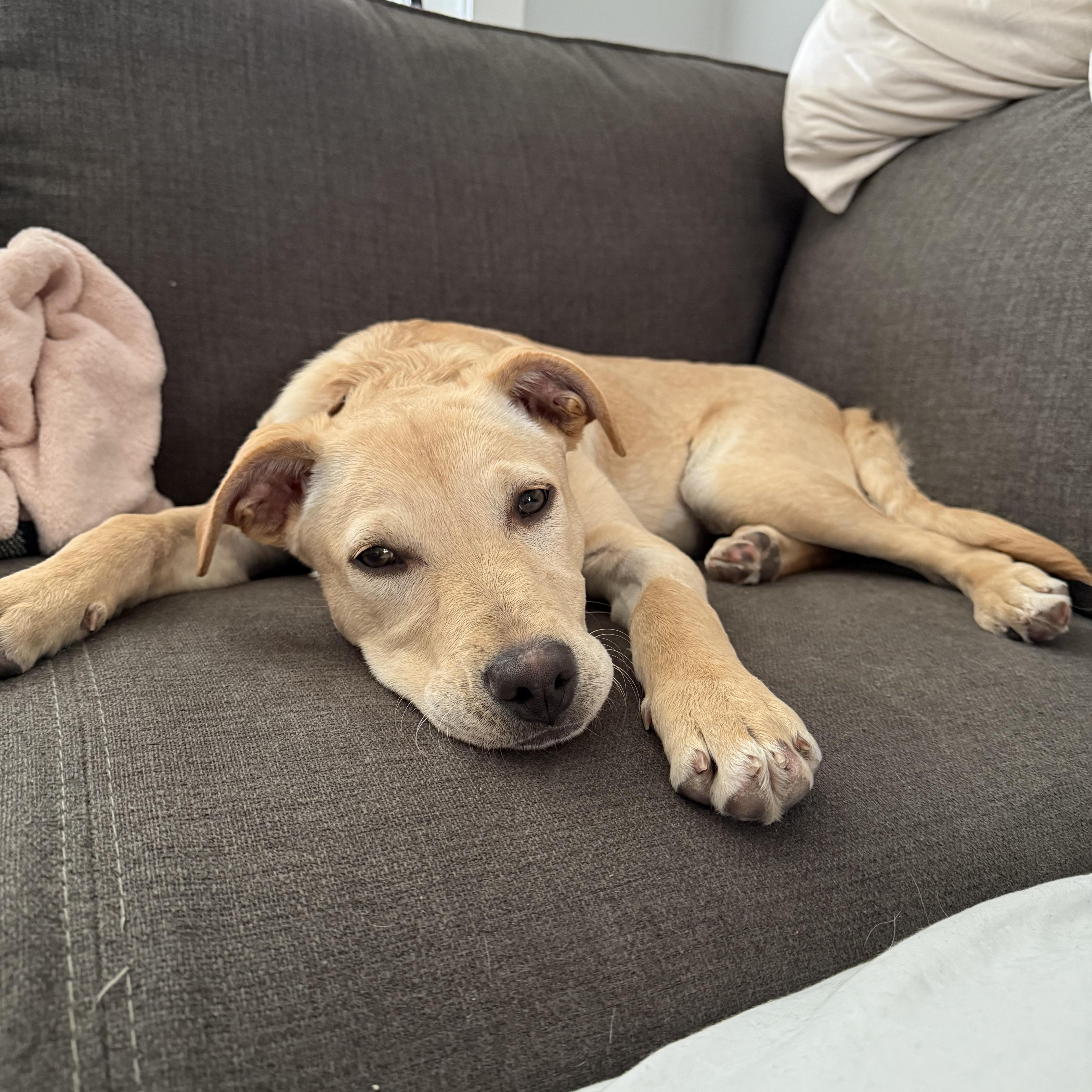 Blondie, a Adoptable Mixed Breed in Saskatoon, SK image 4/6
