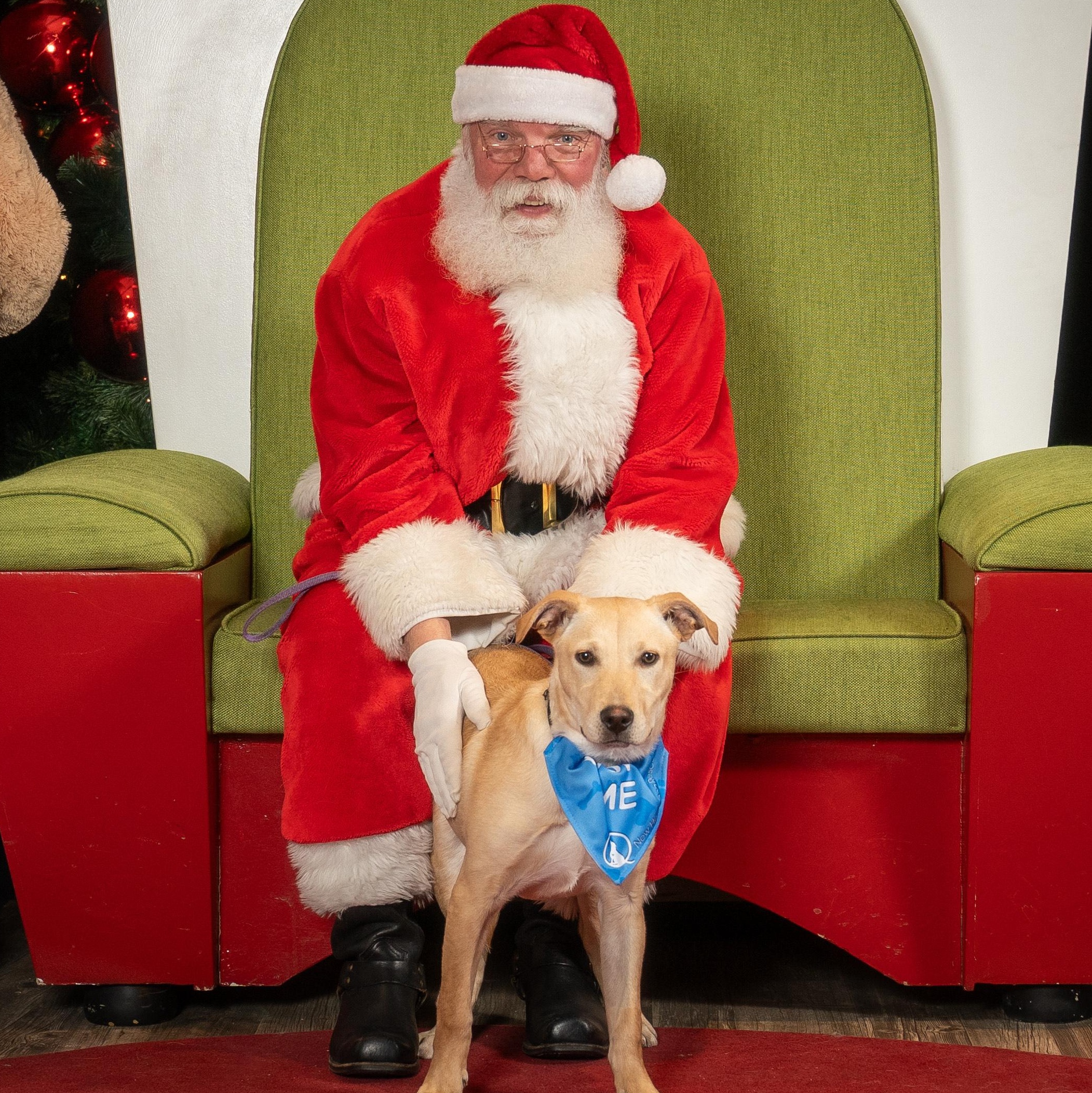 Blondie, a Adoptable Mixed Breed in Saskatoon, SK image 1/6