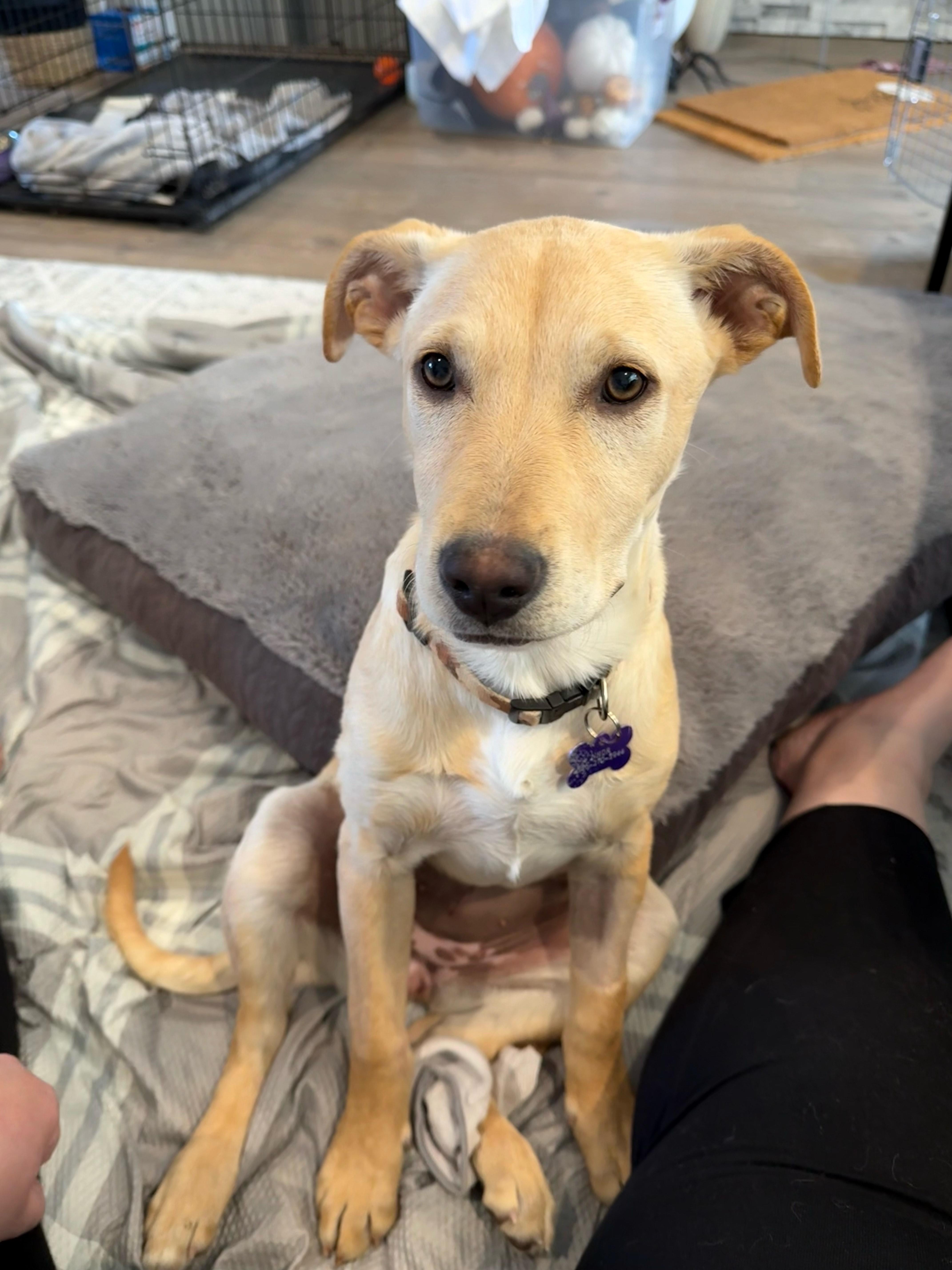 Blondie, a Adoptable Mixed Breed in Saskatoon, SK image 5/6